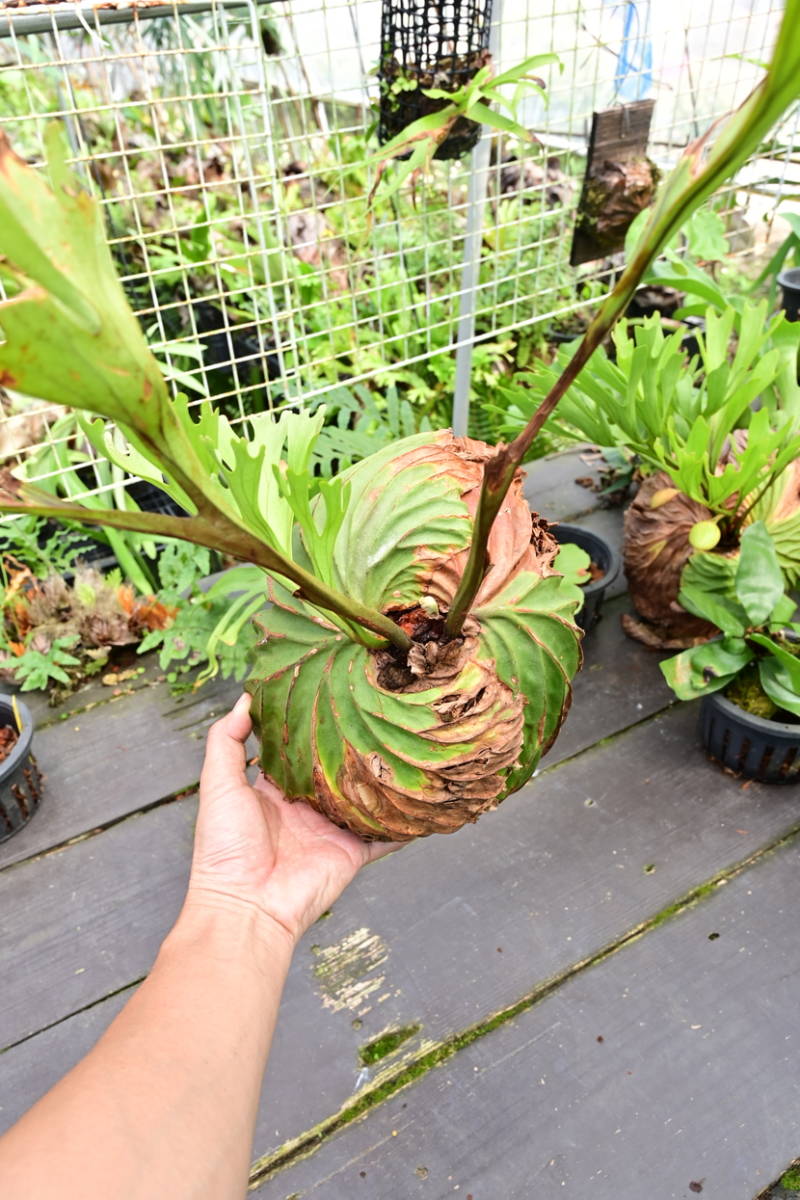 P.ridleyi Wild Indonesia リドレイ 【美株/大株】 P.ridleyi Wild Indonesia リドレイ 【美株/大株】
