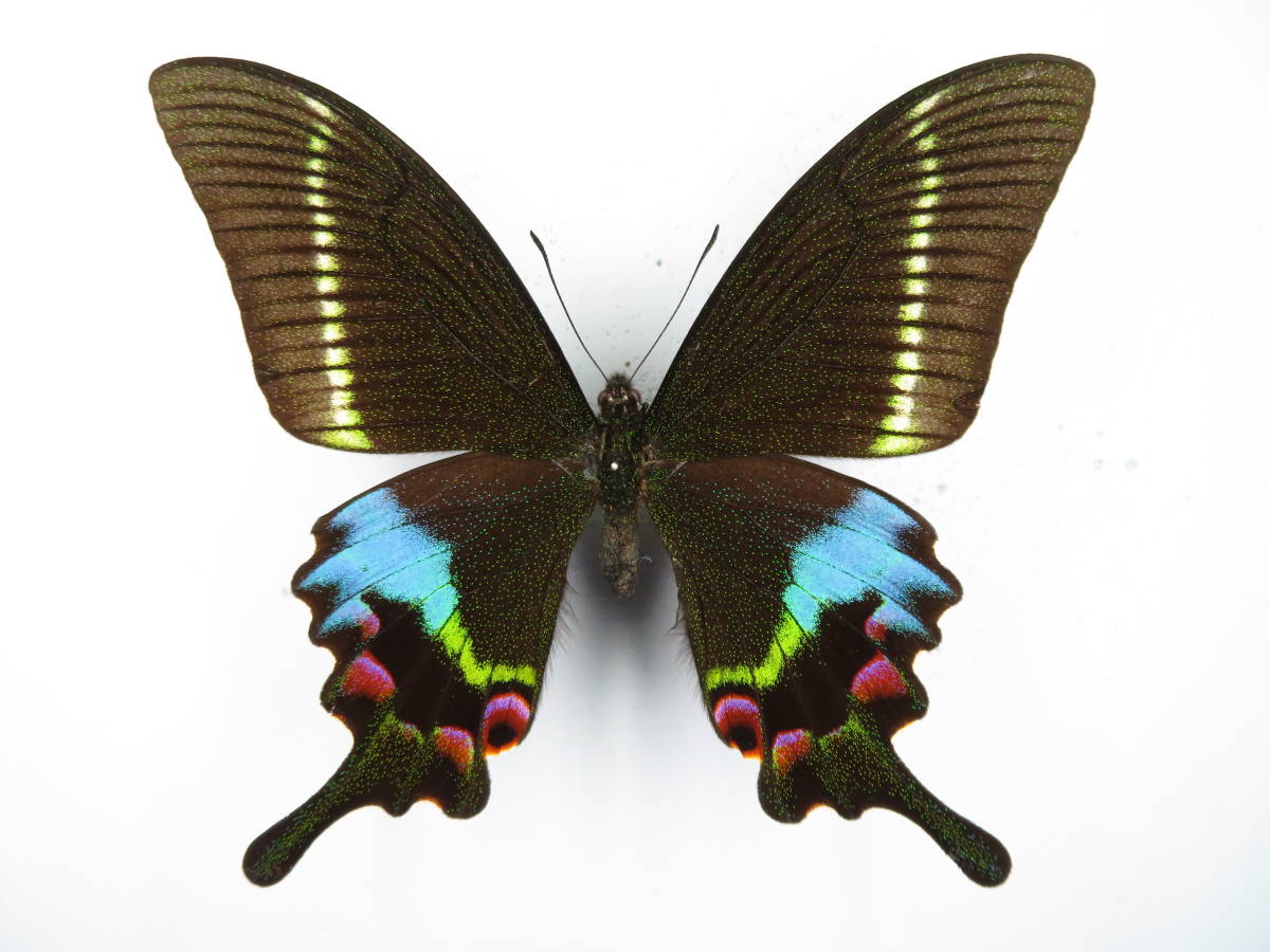 タカネクジャクアゲハ ☆蝶 標本 タミラナルリモンアゲハ A- 1ペア