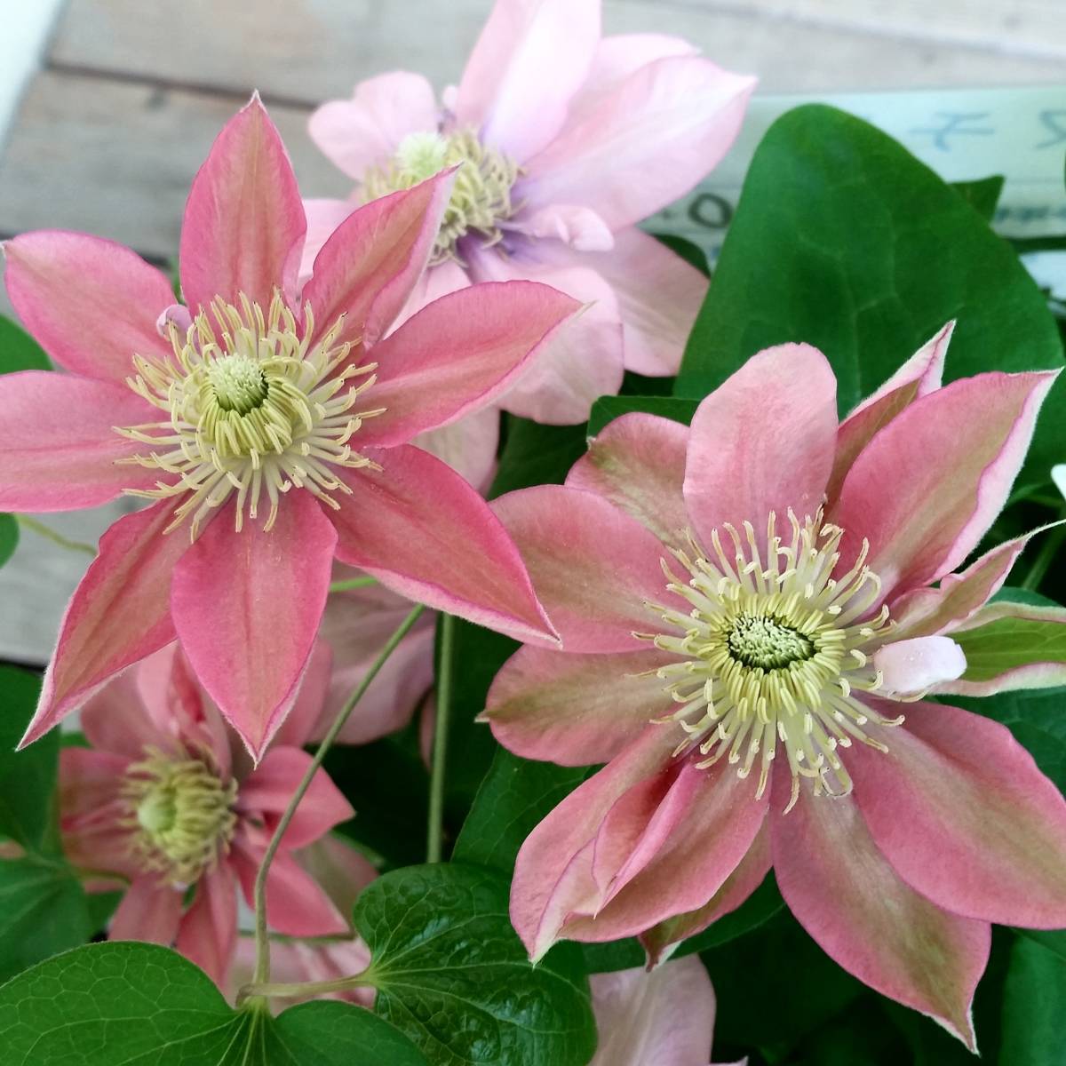 新品 クレマチス苗 リトルマーメイド ピンク 一重 3号ポット パテンス系 の落札情報詳細 ヤフオク落札価格情報 オークフリー スマートフォン版