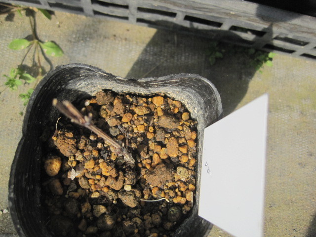 新品 クレマチス苗 リトルマーメイド ピンク 一重 3号ポット パテンス系 の落札情報詳細 ヤフオク落札価格情報 オークフリー スマートフォン版