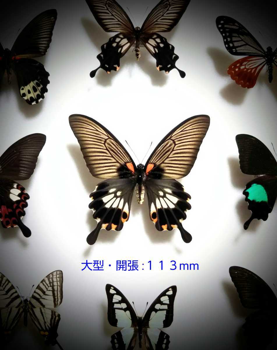 蝶標本【ナガサキアゲハ・台湾亜種】♀有尾型の落札情報詳細 - Yahoo