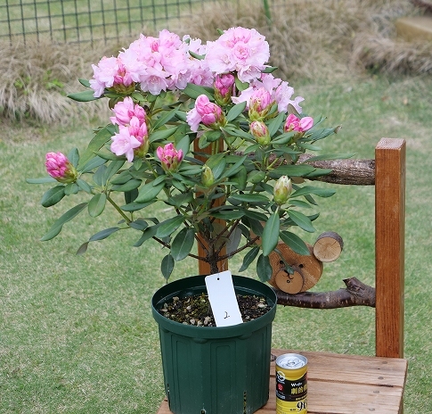 新品 稀少 八重咲き日本シャクナゲ ２ 開花中 百花繚乱彩の国 検索 石楠花 しゃくなげ 斑入り ヤマシャクヤク クリスマスローズ 斑入りじゃない の落札情報詳細 ヤフオク落札価格情報 オークフリー スマートフォン版