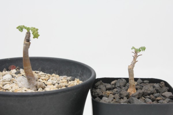 ☆2株セット ボスウェリア サクラ Boswellia sacra 国内実生苗