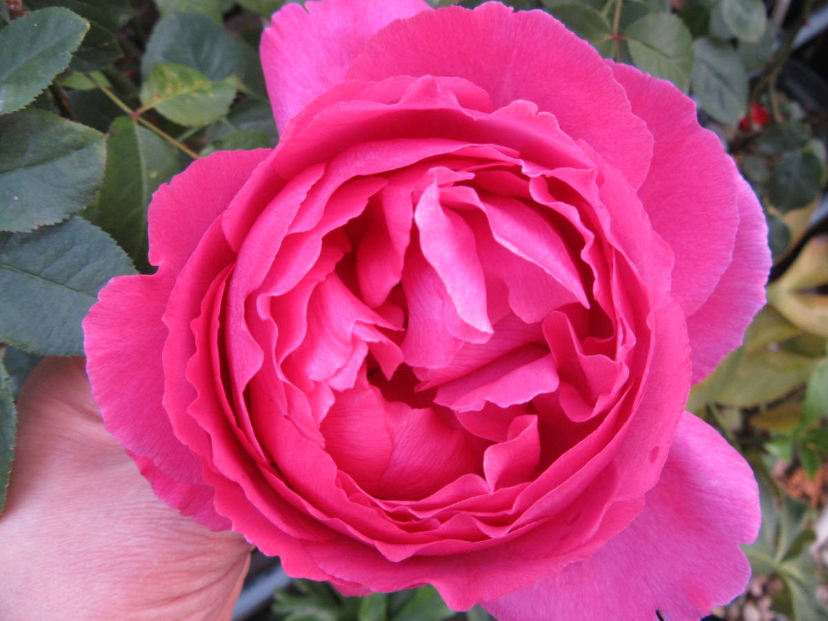 新品 希少 イヴ切り花種 エレガントな香りバラ ブルジョア挿し木苗蕾付き の落札情報詳細 ヤフオク落札価格情報 オークフリー スマートフォン版