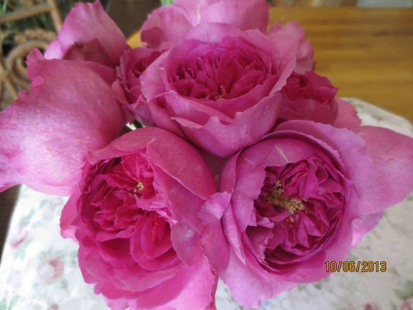 新品 希少 イヴ切り花種 エレガントな香りバラ ブルジョア挿し木苗蕾付き の落札情報詳細 ヤフオク落札価格情報 オークフリー スマートフォン版