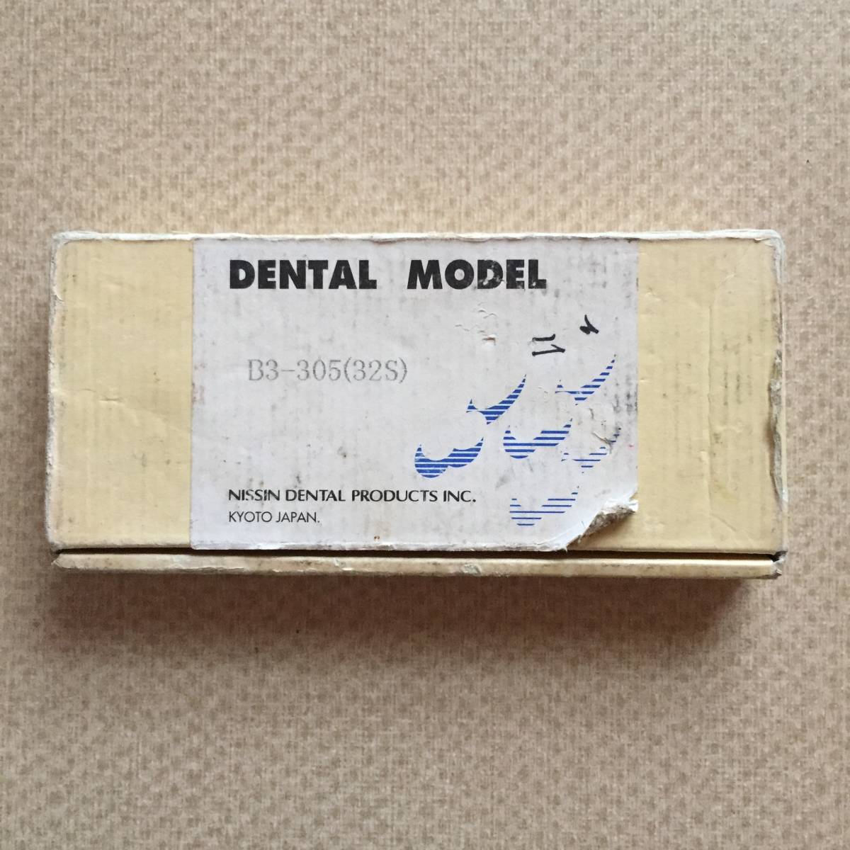 デンタルモデル/ 歯科技工/デンタルスタディモデル/DENTAL MODEL/歯牙
