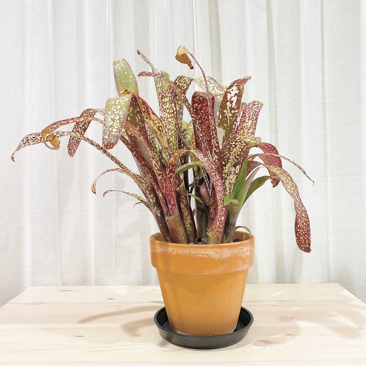 新品】【送料込】Billbergia ”Casa Blanca” ビルベルギア カサブランカ ...