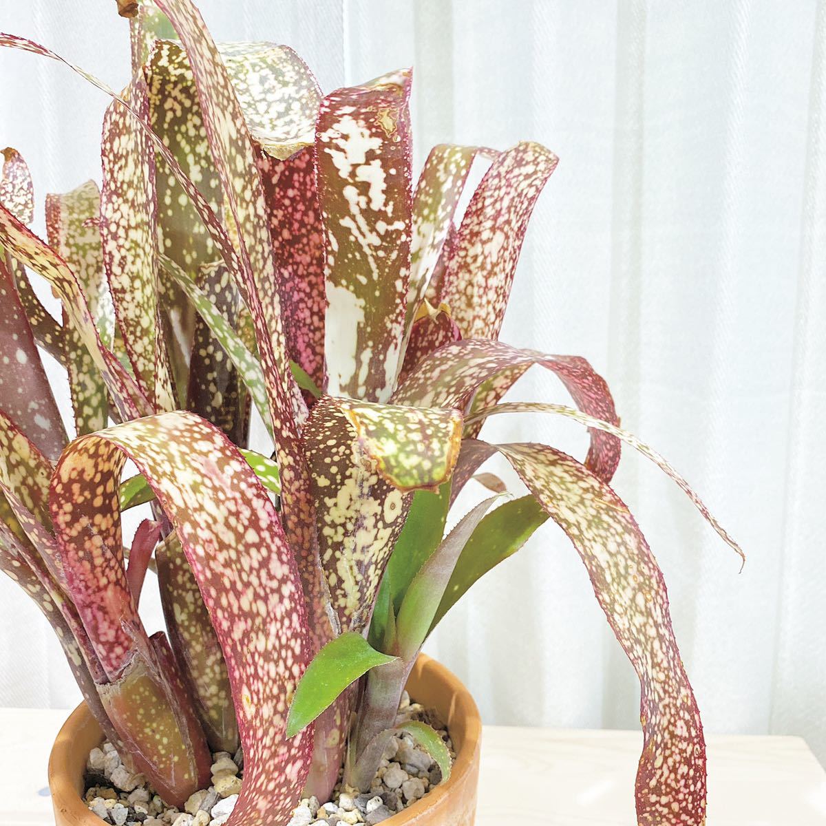 新品】【送料込】Billbergia ”Casa Blanca” ビルベルギア カサブランカ ...