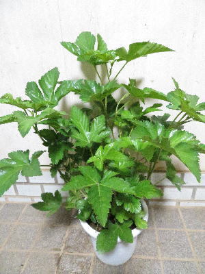 新品 34 大株木苺 ラズベリー モミジイチゴ カジイチゴ 梶苺 オレンジ色の甘い実 の落札情報詳細 ヤフオク落札価格情報 オークフリー スマートフォン版