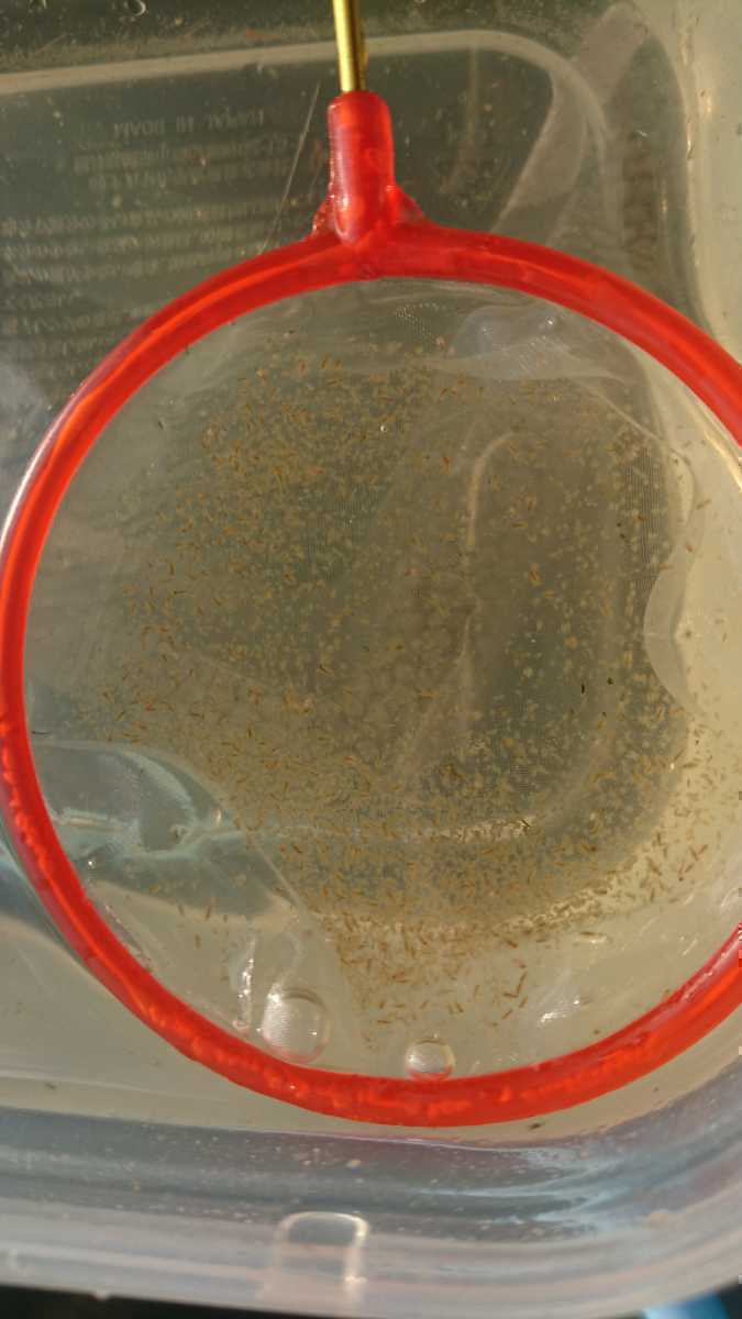 新品 タマミジンコ メダカの餌 約1000匹 グリーンウォーター 活餌 の落札情報詳細 ヤフオク落札価格情報 オークフリー スマートフォン版