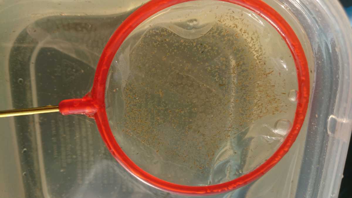 新品 タマミジンコ メダカの餌 約1000匹 グリーンウォーター 活餌 の落札情報詳細 ヤフオク落札価格情報 オークフリー スマートフォン版