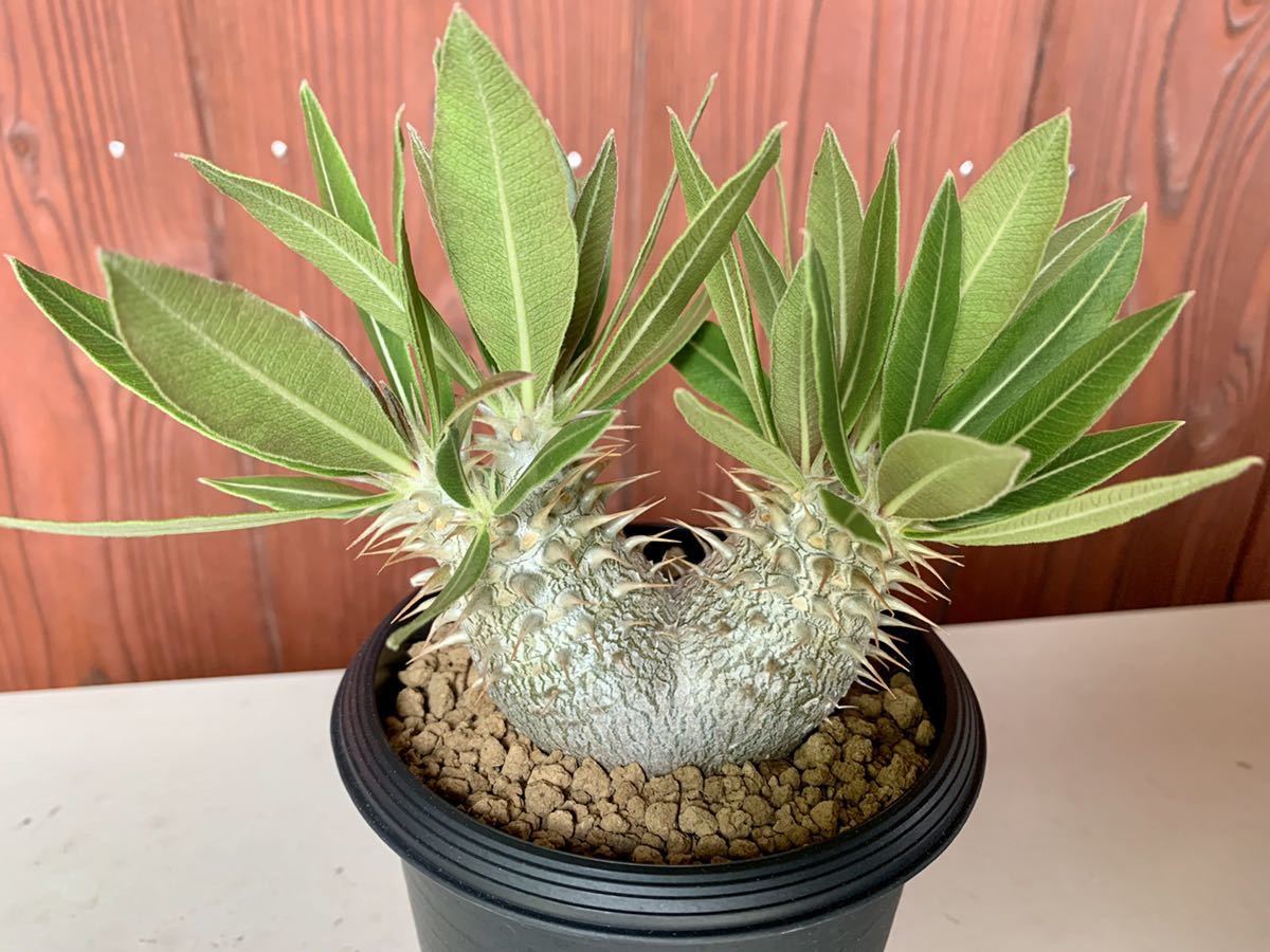 ホロンベンセ 現地球 発根済 塊根植物 ダブルヘッド 2頭