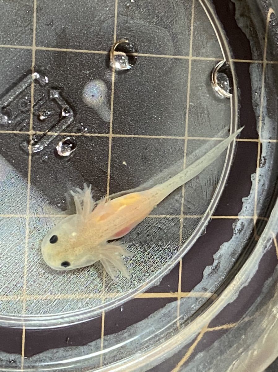 新品 ウーパールーパー リューシ 約3cm 1匹 の落札情報詳細 ヤフオク落札価格情報 オークフリー スマートフォン版