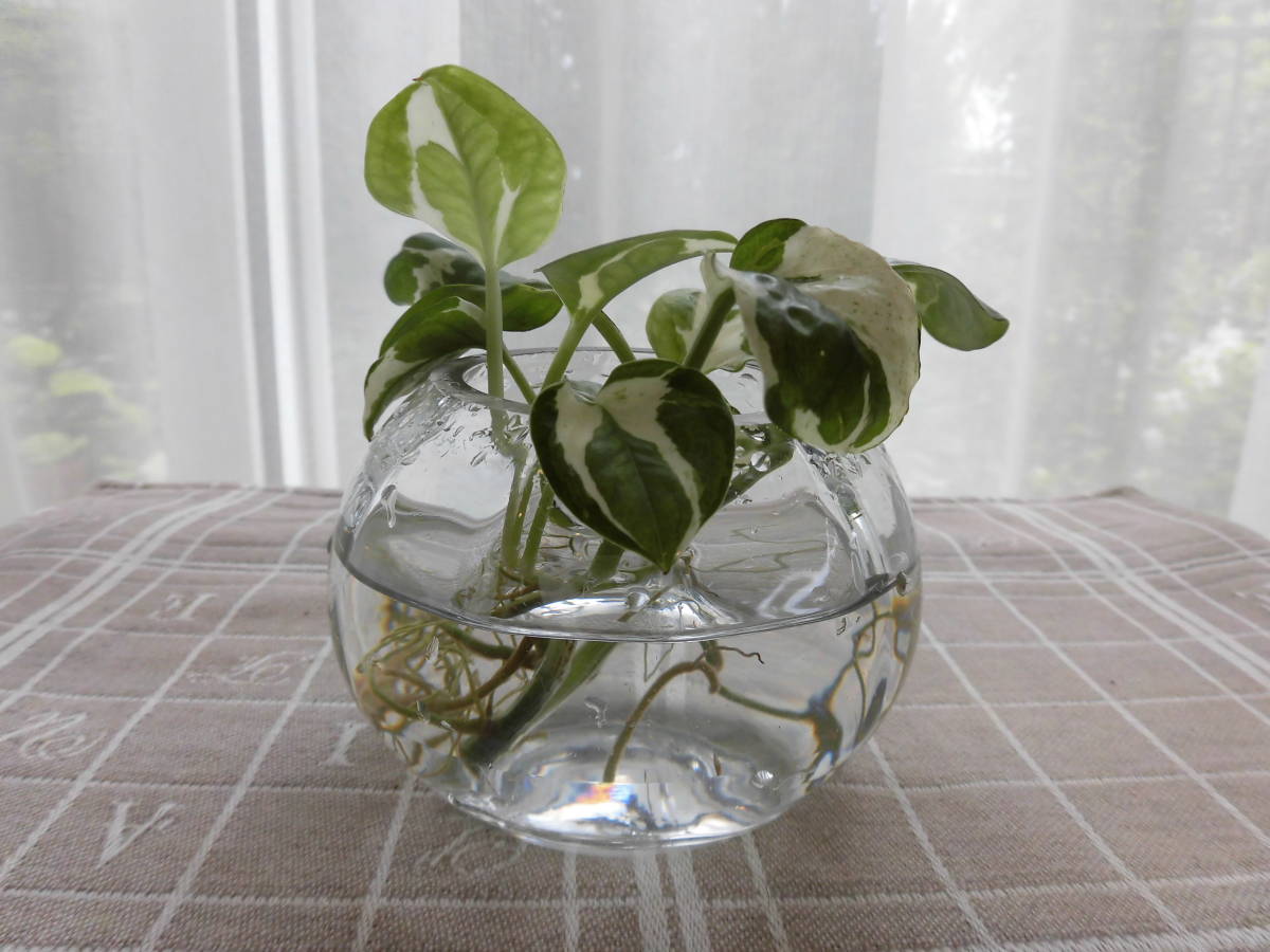 新品 ポトス エンジョイ 水栽培 カット苗2本 根付き の落札情報詳細 ヤフオク落札価格情報 オークフリー スマートフォン版