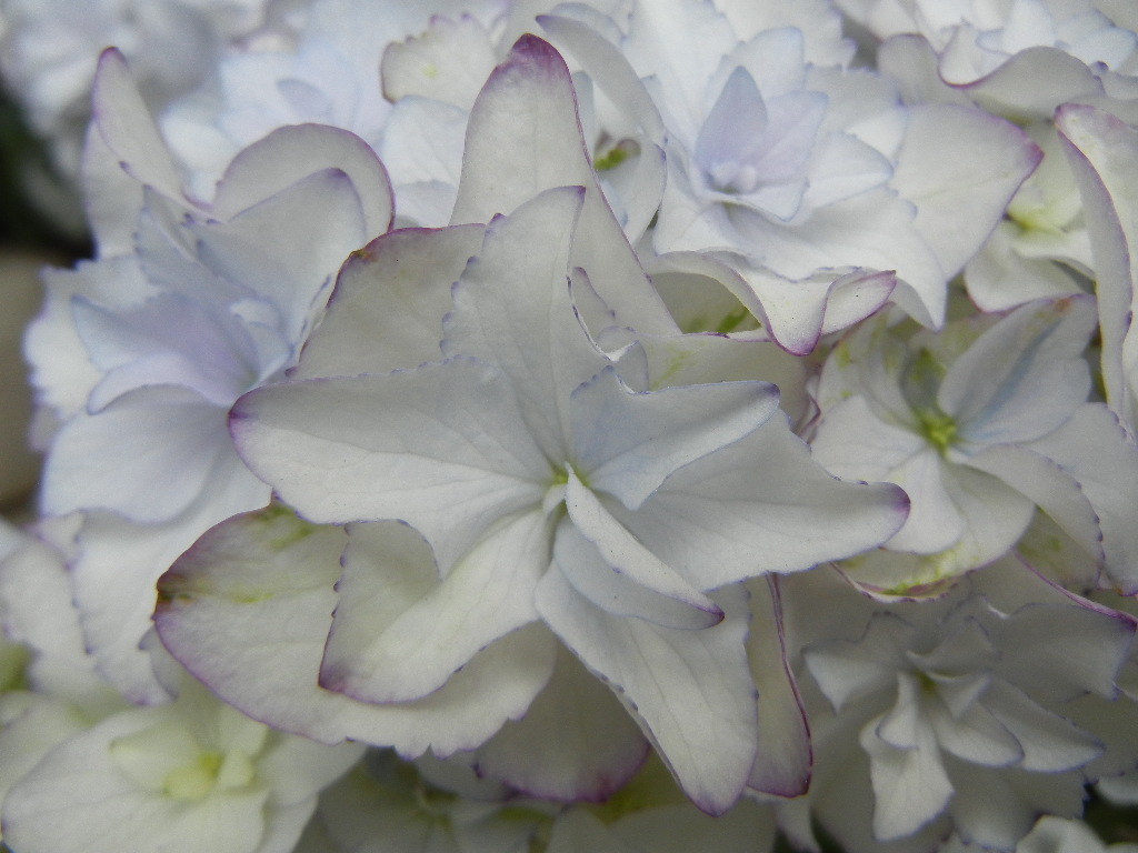 新品 アジサイ 紫陽花 ブリーディングセレクション メロウ 5寸鉢 の落札情報詳細 ヤフオク落札価格情報 オークフリー スマートフォン版