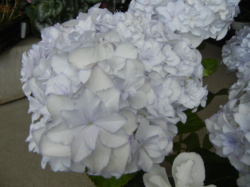 新品 アジサイ 紫陽花 ブリーディングセレクション メロウ 5寸鉢 の落札情報詳細 ヤフオク落札価格情報 オークフリー スマートフォン版