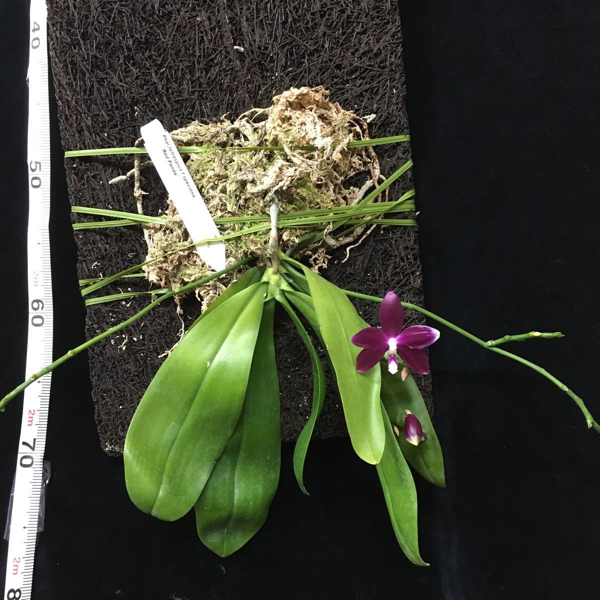 天下家植物界 洋蘭 Phalaenopsis Tetrapis Fma Speciosa Red Panda ファレノプシス テトラピス スペシオサ レッドパンダ の落札情報詳細 ヤフオク落札価格情報 オークフリー スマートフォン版