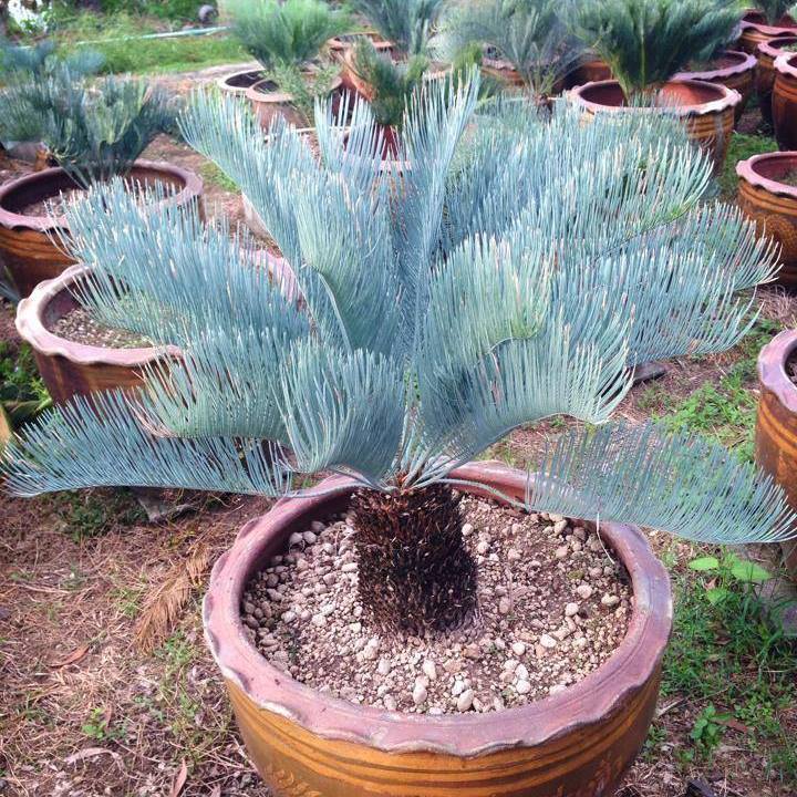 エンセファラルトス ホリダス ドワーフ種子2粒 horridus