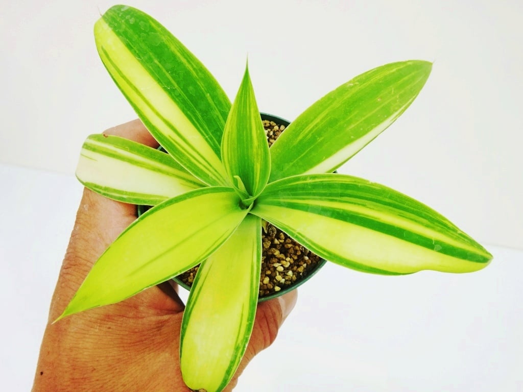 アテナータ　スーパーノヴァ　激レア親株 アテナータ スーパーノヴァ 激レア親株 EXOTIC DRAGON GARDEN