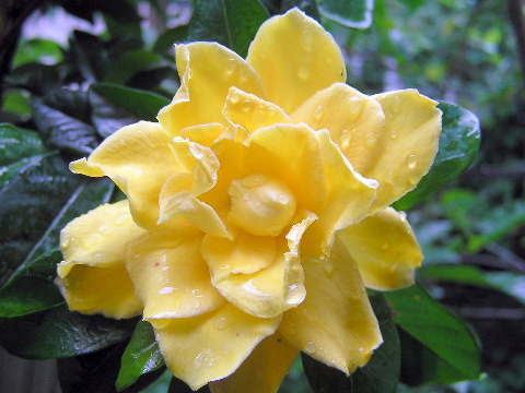 新品 八重咲き黄花クチナシ 珍しい品種 の落札情報詳細 ヤフオク落札価格情報 オークフリー スマートフォン版