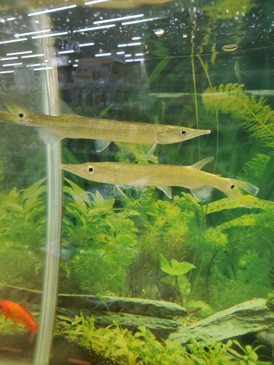 ブラントノーズガー ワイルド 送料無料 体長17センチほど カラシン 中型カラシン 肉食魚 の落札情報詳細 ヤフオク落札価格情報 オークフリー スマートフォン版