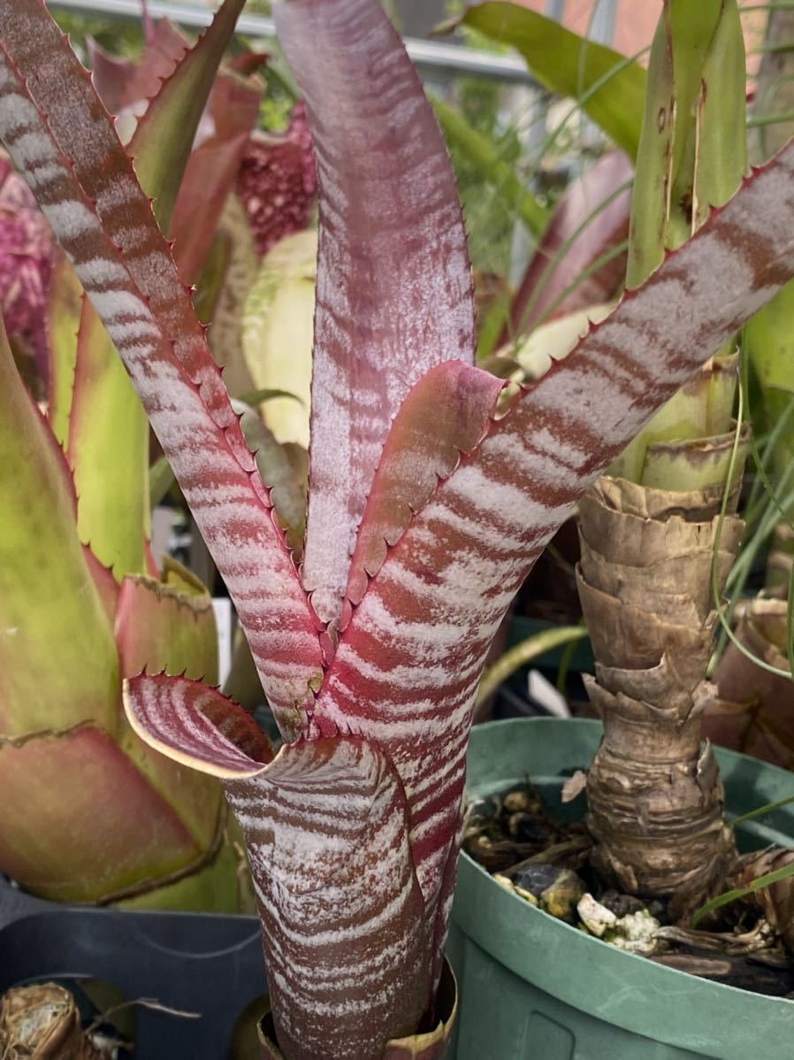 Aechmea Nudicaulis Candy Cane
