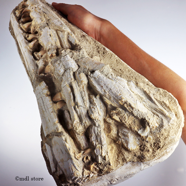 化石 恐竜　博物館級!! Platecarpus ptychodon !貴重!! 化石 恐竜博物館級!! Platecarpus ptychodon !貴重!!