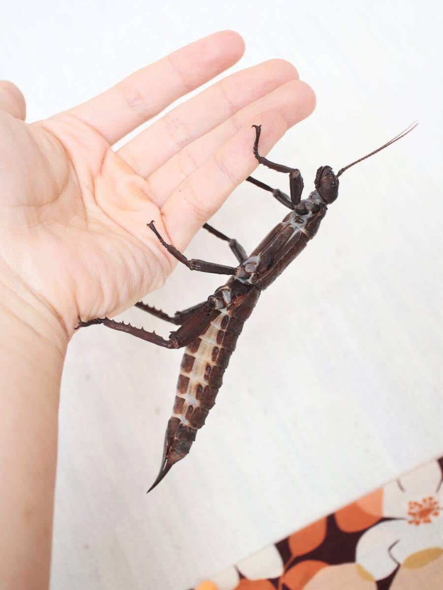 オバケナナフシ 卵5個 ナナフシ・コノハムシ Eurycantha calcarata