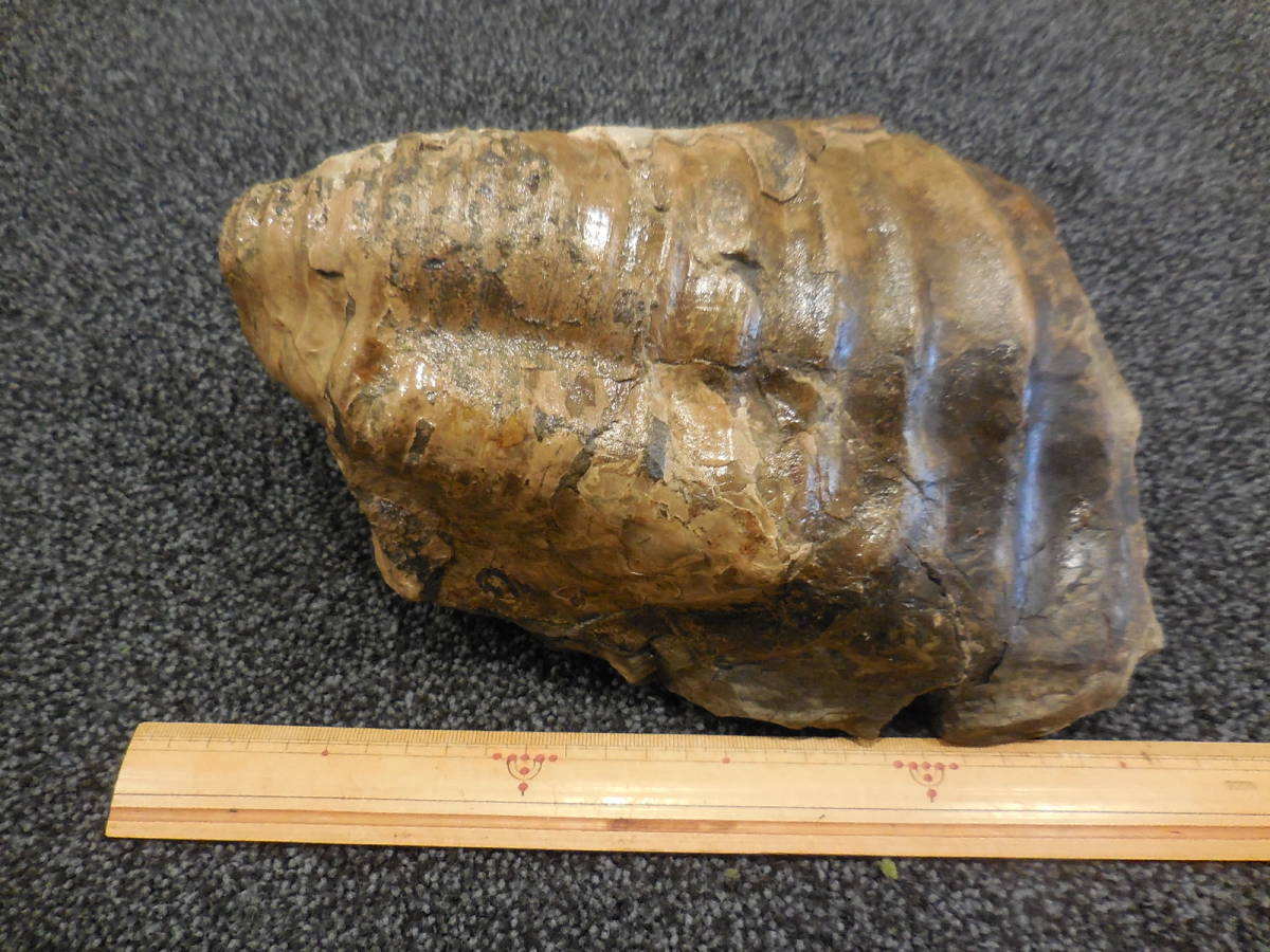北海道アンモナイト 珍品 イノセラムス イブリエンシス の落札情報詳細 ヤフオク落札価格情報 オークフリー スマートフォン版 北海道アンモナイト 珍品 イノセラムス イブリエンシス の落札情報詳細 ヤフオク落札価格情報 オークフリー スマートフォン版