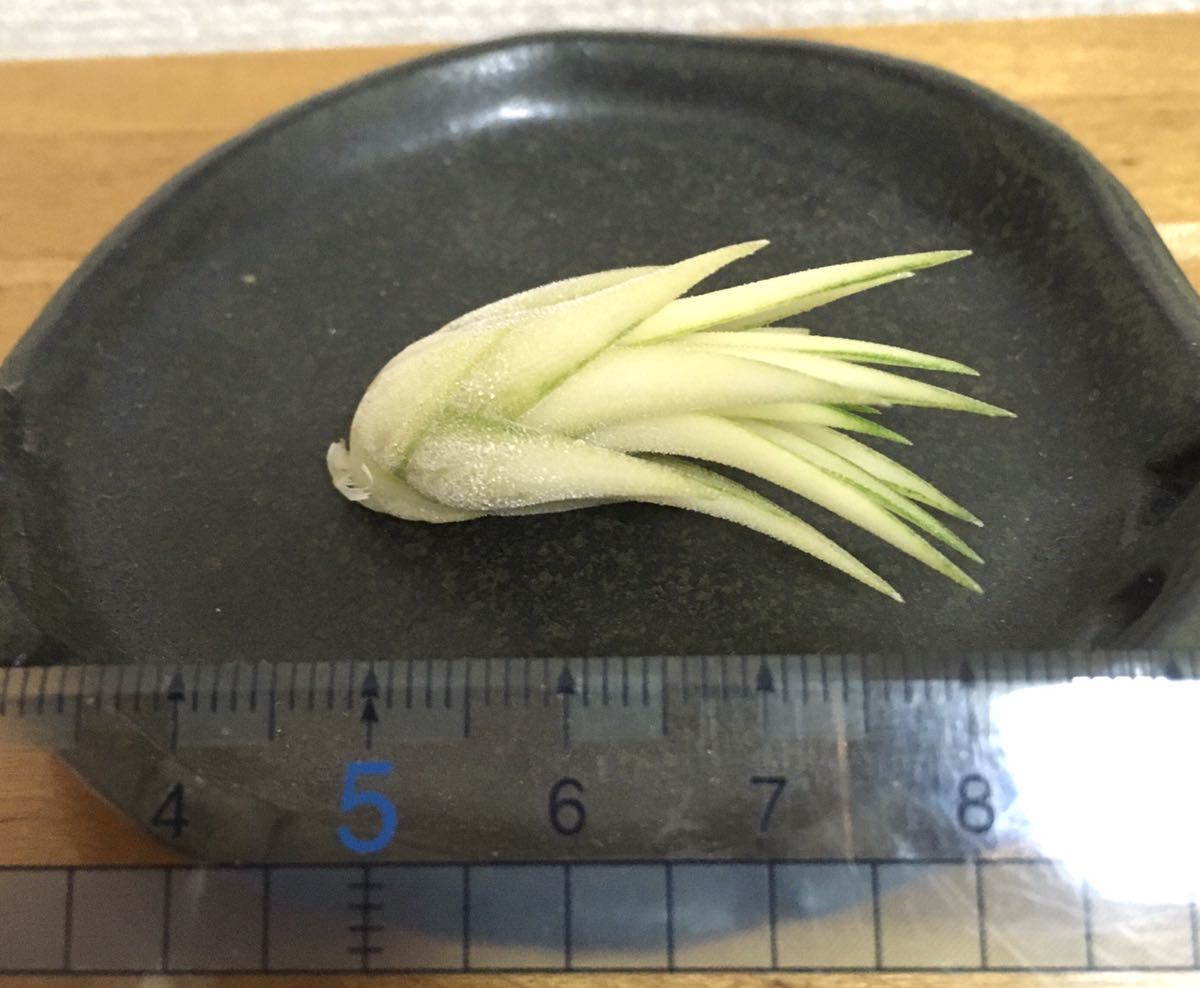 イオナンタ アルボマルギナータ メディオピクタ Tillandsia ionantha