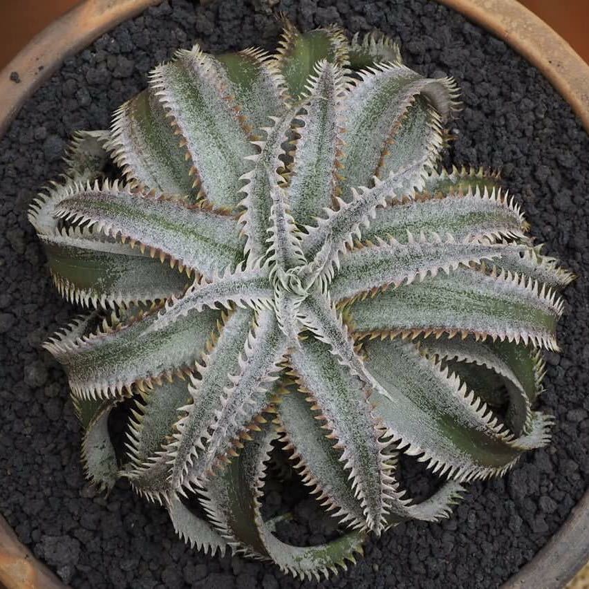 ディッキア ワサビ 親株（Dyckia 'Wasabi'