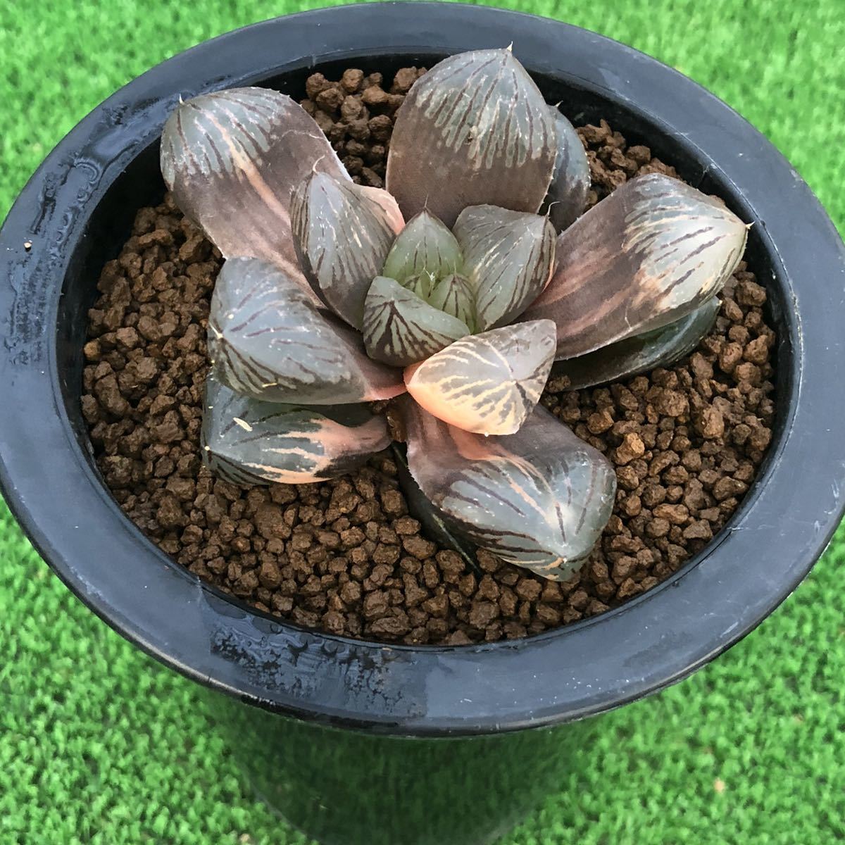 多肉植物 ハオルチア 特大窓紫水晶オブツーサ錦 の落札情報詳細 ヤフオク落札価格情報 オークフリー スマートフォン版