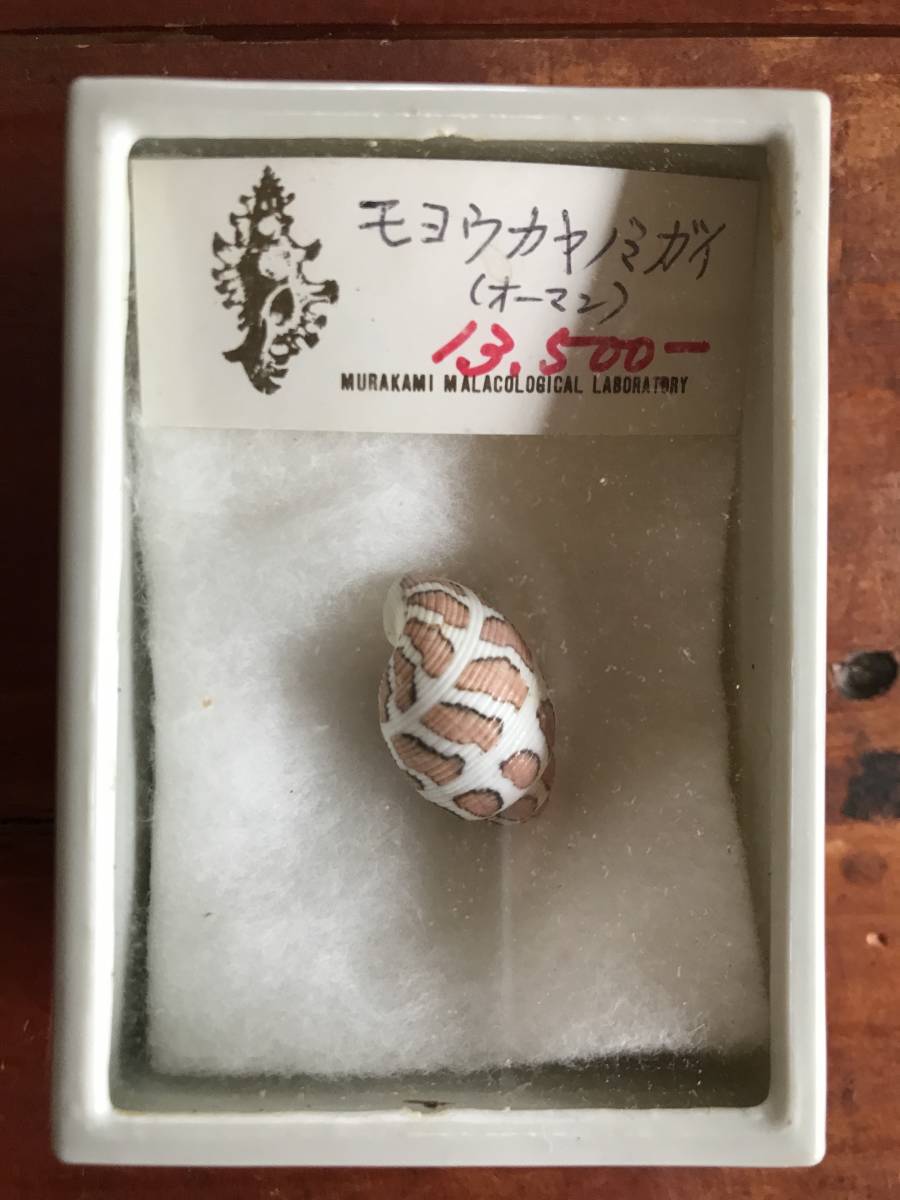モヨウカヤノミガイ 貝殻 美品】貝殻 モヨウカヤノミガイ 直径15mm 高さ25mm ビューティフル