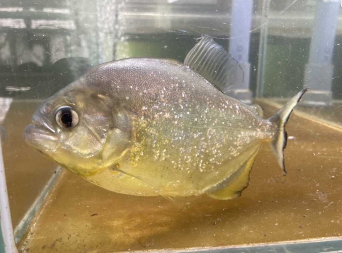 宮城仙台 1円スタート ダイヤモンドイエローピラニア 15cm の落札情報詳細 ヤフオク落札価格情報 オークフリー スマートフォン版