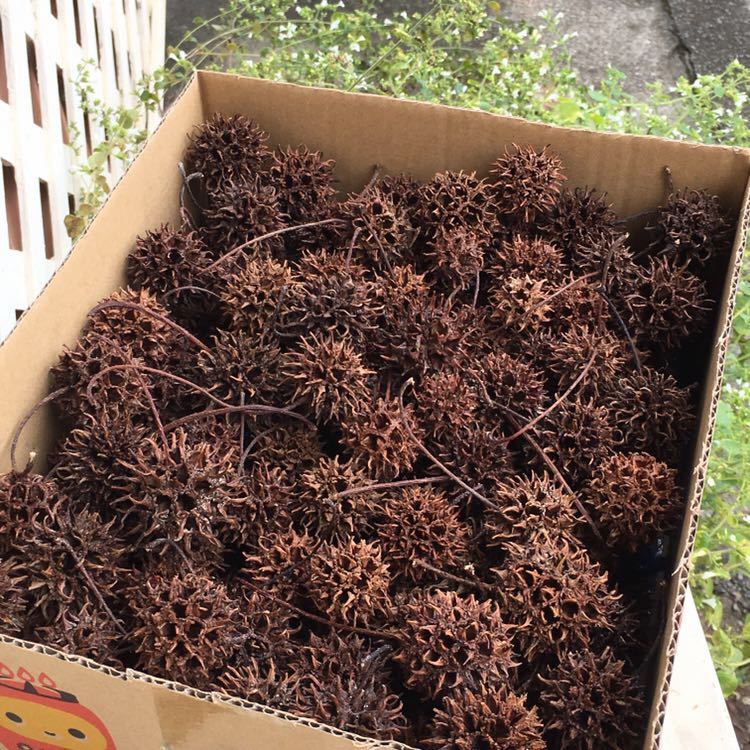 新品 モミジバフウの実 150個 訳あり品 送料394円 アメリカフウ ビーシュリンプ メダカ 金魚 水質改善 Ph降下 弱酸性 軟水化 お得 の落札情報詳細 ヤフオク落札価格情報 オークフリー