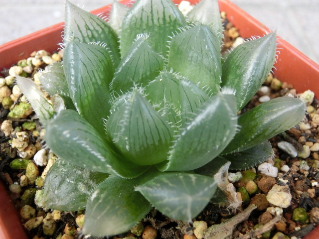 新品 多肉植物 ハオルチア オブツーサ交配 夏祭り X Ob 1紫 の落札情報詳細 ヤフオク落札価格情報 オークフリー スマートフォン版