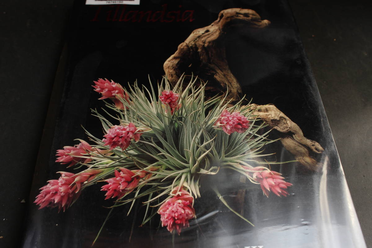 ストリクタ ポールブックカバー（Tillandsia stricta Paul Book Cover 