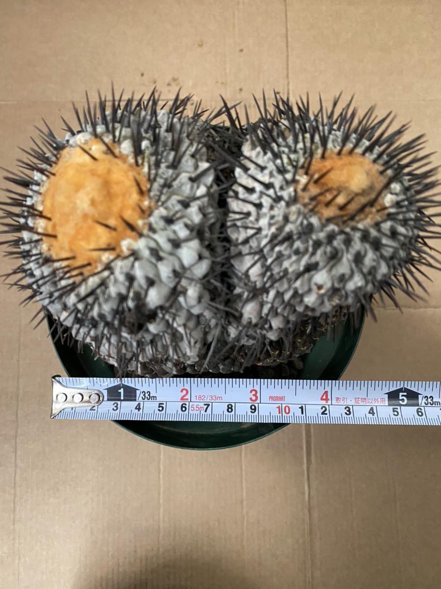 コピアポア黒王丸双頭キズあり