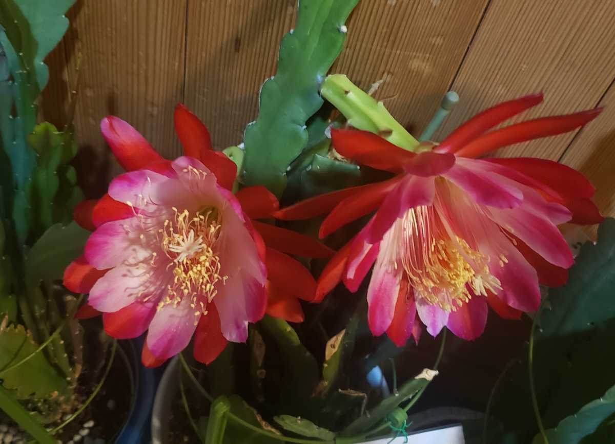 花サボテン クジャクサボテン バイカラー カット苗 の落札情報詳細 ヤフオク落札価格情報 オークフリー 花サボテン クジャクサボテン バイカラー カット苗 の落札情報詳細 ヤフオク落札価格情報 オークフリー