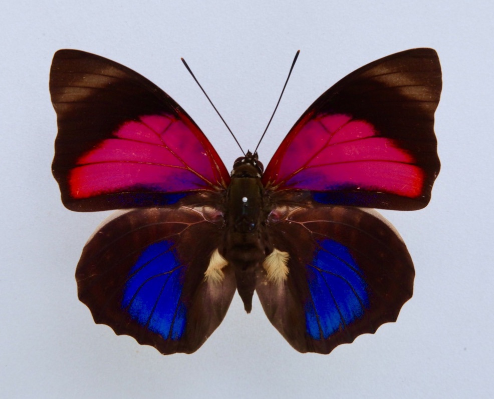 外国産蝶標本 ルギナミイロタテハ A-♂ ボリビア 産