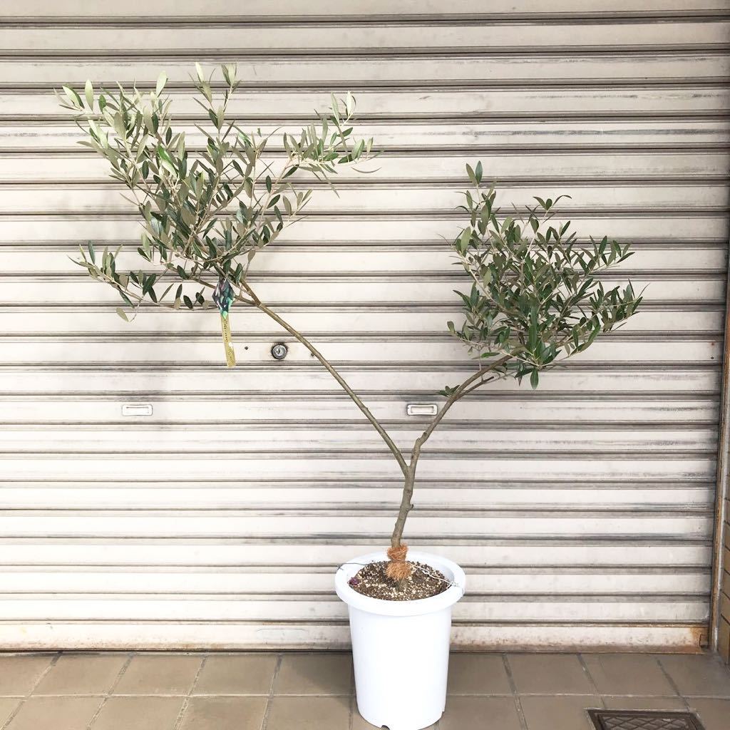 オリーミー　創樹　オリーブ ミッション　ネバディロブランコ　接木　1 オリーブの木 Oli-me（オリーミー） ミッション ×ネバディロ