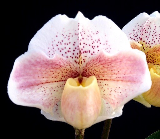 洋蘭 交配種 地生蘭 パフィオ 最新ピンク整形交配 Paph.(Miya Pink