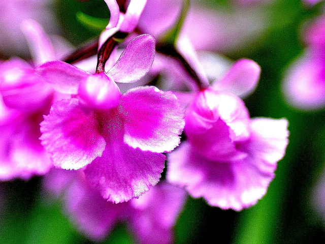 新品 ウチョウラン 交配未選別 C L 仁丹およそ４０球 赤美点 赤絞り さいかち 交配の未選別球 ウチョウラン 山野草 コアニチドリ の落札情報詳細 ヤフオク落札価格情報 オークフリー スマートフォン版