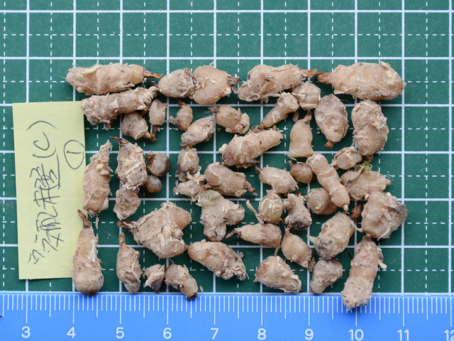 新品 ウチョウラン 交配未選別 C L 仁丹およそ４０球 赤美点 赤絞り さいかち 交配の未選別球 ウチョウラン 山野草 コアニチドリ の落札情報詳細 ヤフオク落札価格情報 オークフリー スマートフォン版