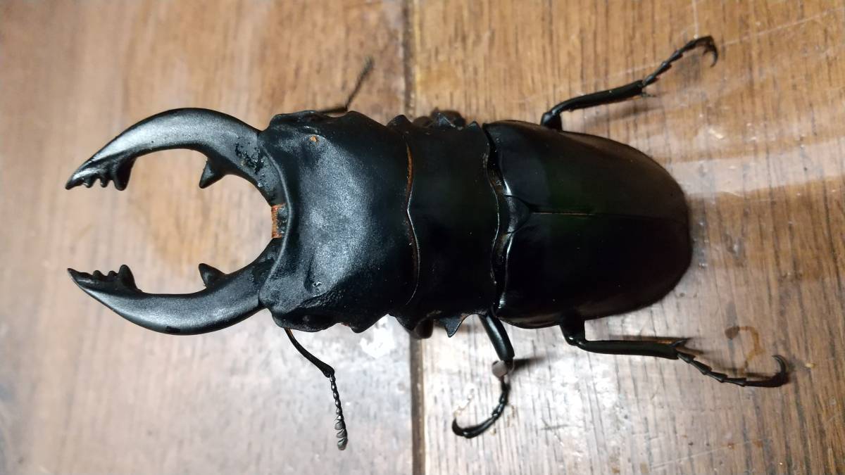 アルケスツヤクワガタペア♂76㎜×48㎜ ミンダナオ産 WF2