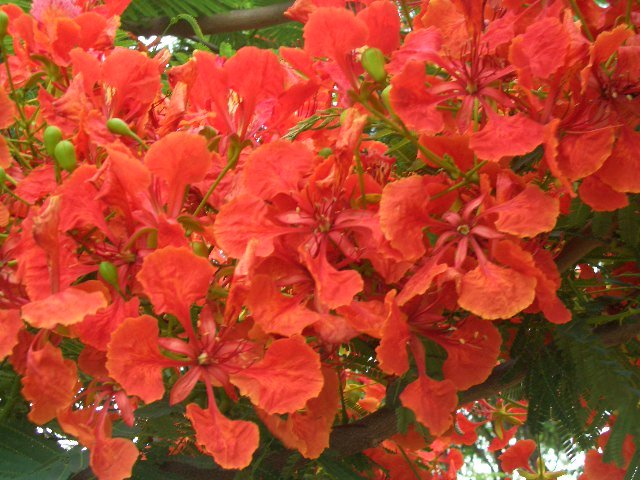 熱帯花木 鳳凰木 ホウオウボク の種 30個 送料込み即決 の落札情報詳細 ヤフオク落札価格情報 オークフリー スマートフォン版