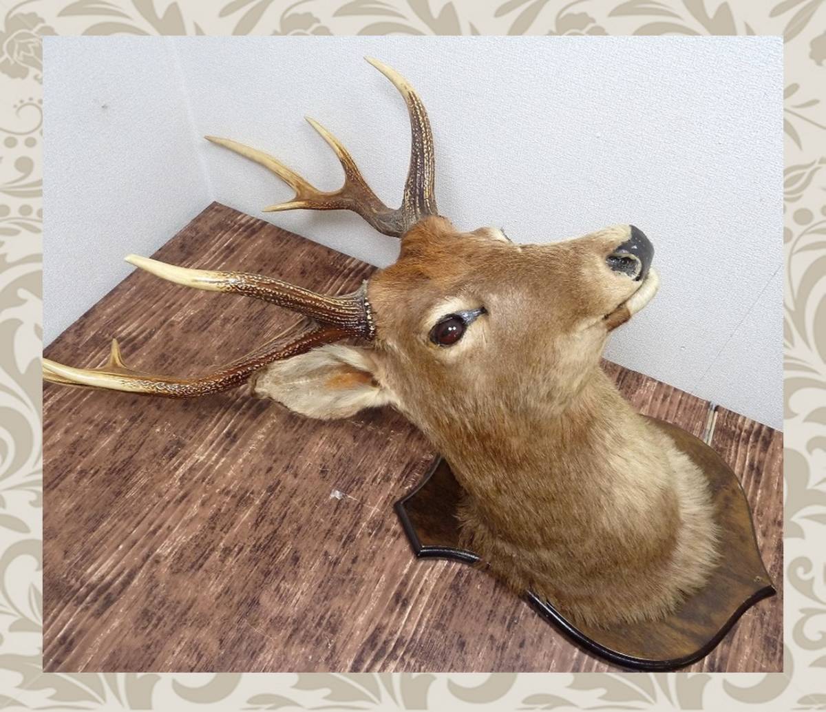 プレミア商品 バンビ 鹿 剥製 大注目 Guttermanenterprises Com