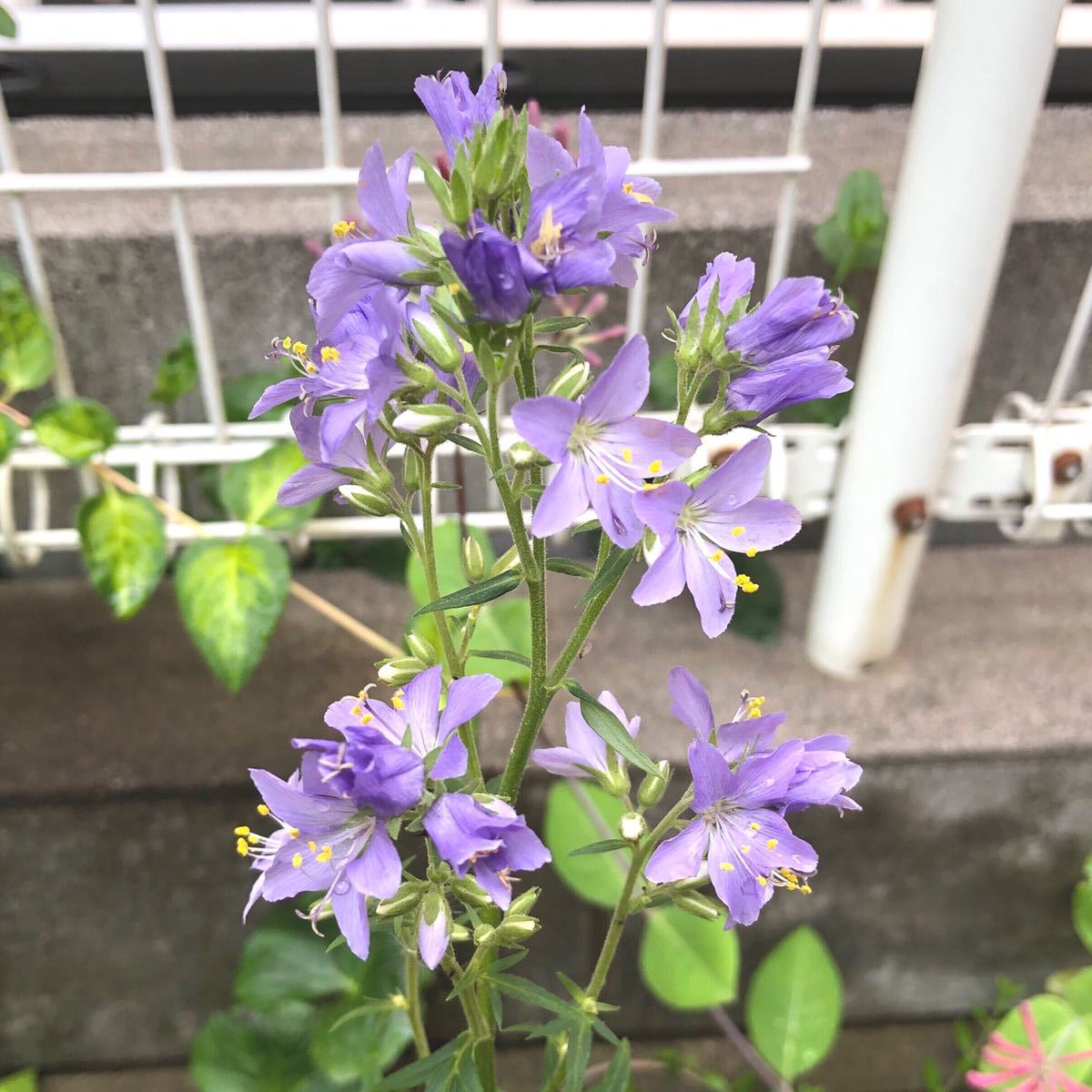 阿蘇ハナシノブ 特定国内第一種希少動植物種 の落札情報詳細 ヤフオク落札価格情報 オークフリー スマートフォン版