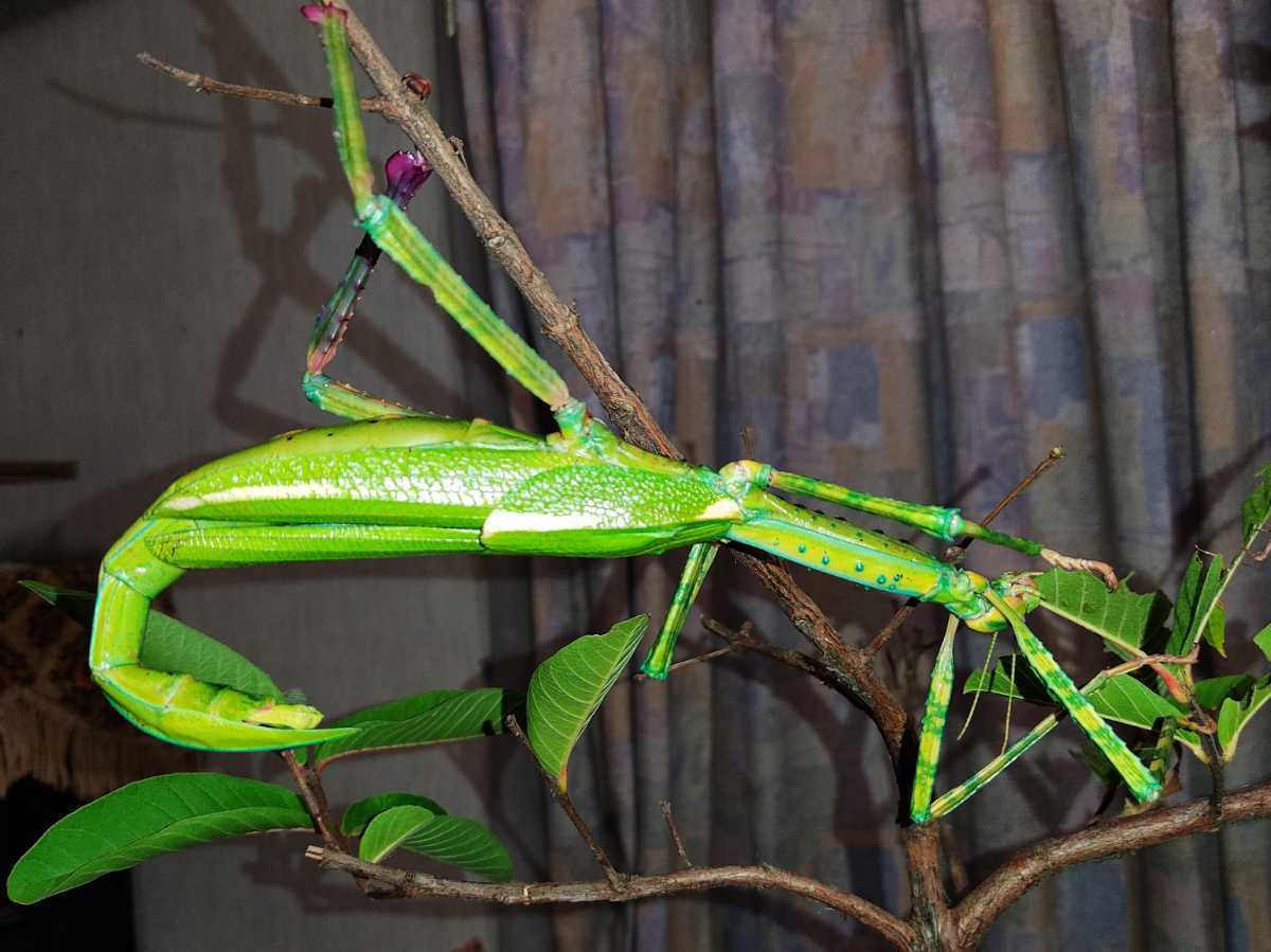 ゴライアスオオトビナナフシ 卵30個 Eurycnema versirubra Timor