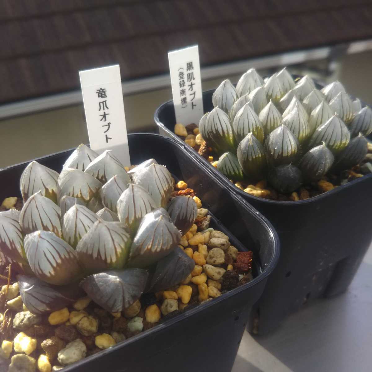 多肉植物 ハオルチア 竜爪オブツーサ錦 糊斑 公式通販